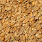 Пшеница Поле №6  30 кг