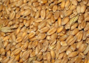 Пшеница Поле №6  40 кг